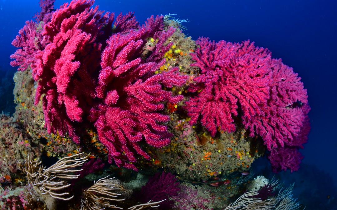 Cabo de Palos entre los mejores lugares para bucear según National Geographic